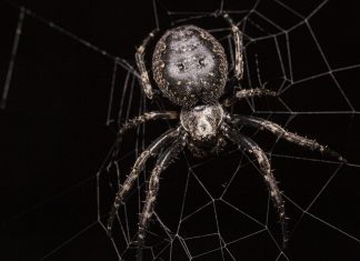 نوع استثنائي من الوعي.. هل شبكة العنكبوت جزء من عقله؟ نوع استثنائي من الوعي.. هل شبكة العنكبوت جزء من عقله؟