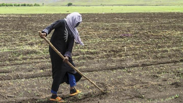 مزارعو السودان يهجرون أراضيهم هرباً من مجازر قوات الدعم السريع
