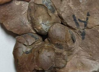 شاهد.. العثور على أصغر بيضة لديناصور غير طائر عمرها 80 مليون سنة شاهد.. العثور على أصغر بيضة لديناصور غير طائر عمرها 80 مليون سنة