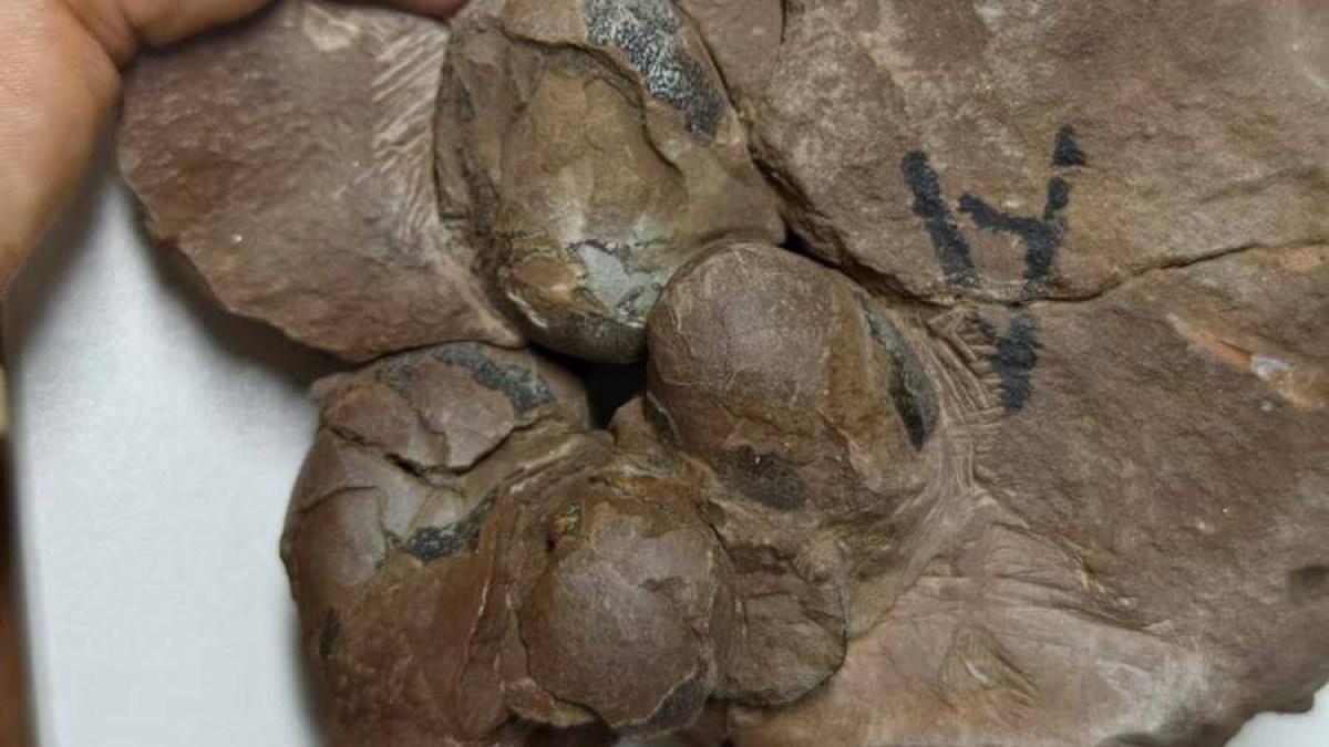شاهد.. العثور على أصغر بيضة لديناصور غير طائر عمرها 80 مليون سنة شاهد.. العثور على أصغر بيضة لديناصور غير طائر عمرها 80 مليون سنة