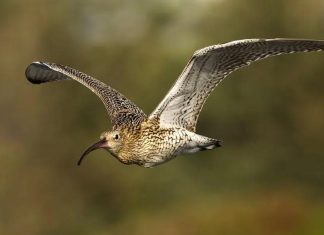 علماء يعلنون انقراض طائر شوهد لآخر مرة في المغرب سنة 1995 علماء يعلنون انقراض طائر شوهد لآخر مرة في المغرب سنة 1995