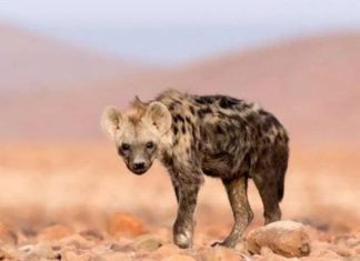 ظهور حيوان آكل لحوم بشر منقرض من 5 آلاف سنة ظهور حيوان آكل لحوم بشر منقرض من 5 آلاف سنة