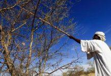 كيف يجري تهريب الصمغ العربي من السودان؟ كيف يجري تهريب الصمغ العربي من السودان؟