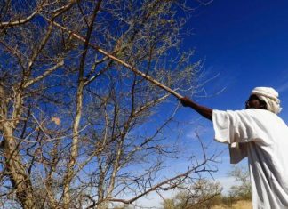 كيف يجري تهريب الصمغ العربي من السودان؟ كيف يجري تهريب الصمغ العربي من السودان؟