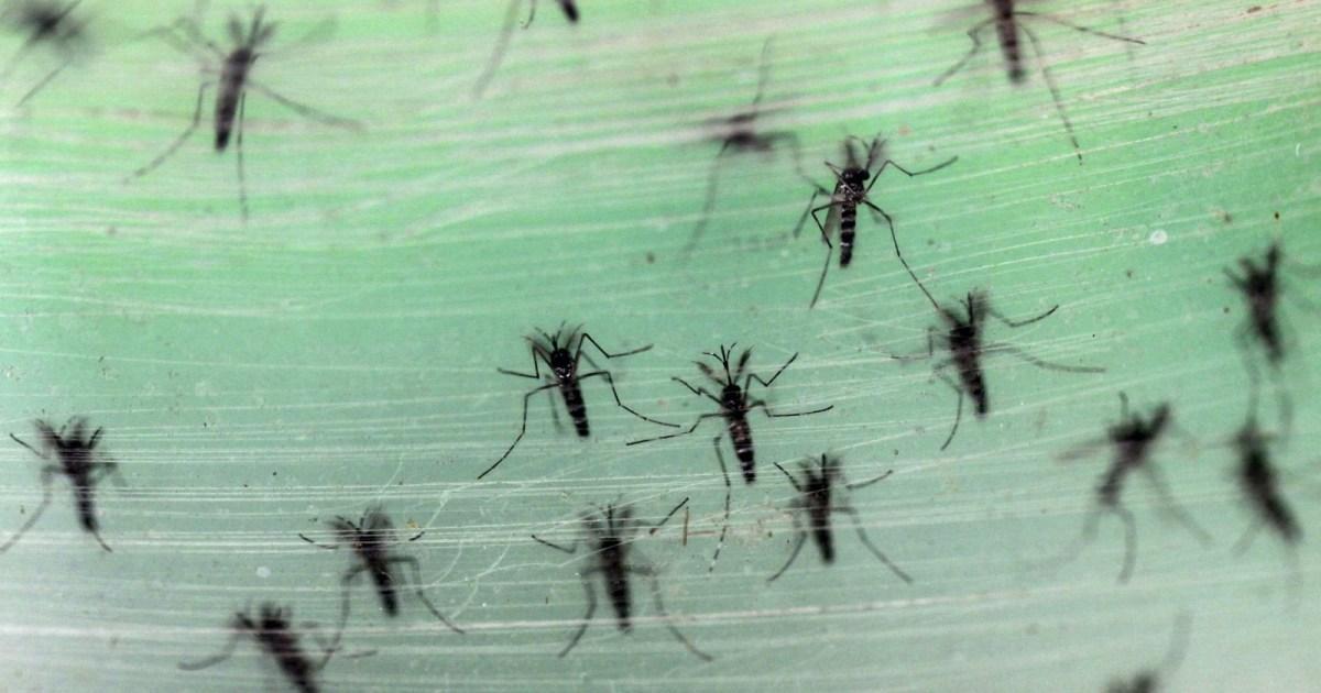 بعوضة مترو لندن الشهيرة تنحدر من أصول فرعونية قديمة بعوضة مترو لندن الشهيرة تنحدر من أصول فرعونية قديمة