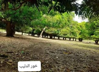 الجيش السوداني يستعيد منطقة مهمة بجنوب كردفان الجيش السوداني يستعيد منطقة مهمة بجنوب كردفان