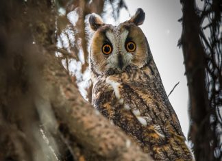 اكتشاف توهج خفي في جناحي البومة بلون غير مرئي اكتشاف توهج خفي في جناحي البومة بلون غير مرئي