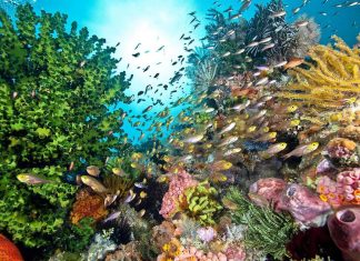 التغير المناخي يشكل الخطر الأكبر لانقراض الحياة على الأرض التغير المناخي يشكل الخطر الأكبر لانقراض الحياة على الأرض