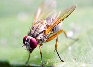 ذبابة الفاكهة: دقة مذهلة في مسار الطيران ذبابة الفاكهة: دقة مذهلة في مسار الطيران