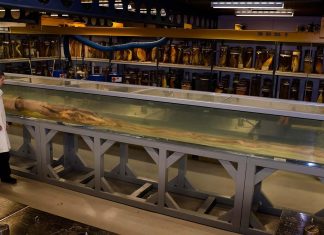 لأول مرة من 100 سنة.. لقطات لحبار ضخم غامض في أعماق المحيط لأول مرة من 100 سنة.. لقطات لحبار ضخم غامض في أعماق المحيط