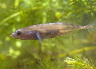 تتعلم وتتعاون وتغش مثل البشر.. أسطورة “ذاكرة السمك” تتحطم تتعلم وتتعاون وتغش مثل البشر.. أسطورة "ذاكرة السمك" تتحطم