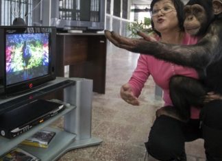 أمومة على طريقة البشر.. الشمبانزي يكشف جذور التعلق العاطفي أمومة على طريقة البشر.. الشمبانزي يكشف جذور التعلق العاطفي