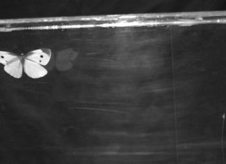 أجنحة الفراشات المحلقة.. ديناميكا فريدة وبراعة في التصميم أجنحة الفراشات المحلقة.. ديناميكا فريدة وبراعة في التصميم