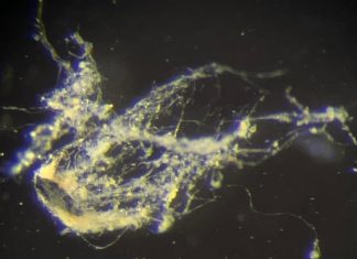 اكتشاف نوع جديد من الكائنات الحية “يوصّل الكهرباء” كالأسلاك اكتشاف نوع جديد من الكائنات الحية "يوصّل الكهرباء" كالأسلاك