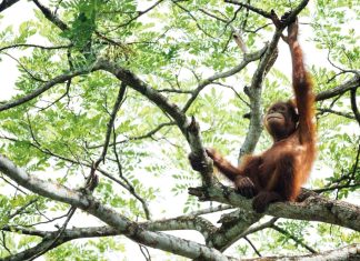 “إنسان الغاب” يظهر ذكاءً لغويًا غير متوقع "إنسان الغاب" يظهر ذكاءً لغويًا غير متوقع