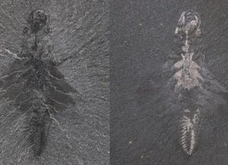 بحجم إصبع وبثلاث عيون.. اكتشاف مفترس عاش قبل 500 مليون سنة بحجم إصبع وبثلاث عيون.. اكتشاف مفترس عاش قبل 500 مليون سنة