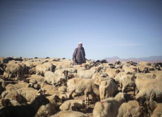 عيد بلا أضحية في المغرب.. ما علاقة ذلك بالجفاف وتغير المناخ؟ عيد بلا أضحية في المغرب.. ما علاقة ذلك بالجفاف وتغير المناخ؟