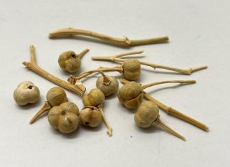 اكتشاف أول علاج بالبخور في الجزيرة العربية قبل 2700 سنة اكتشاف أول علاج بالبخور في الجزيرة العربية قبل 2700 سنة