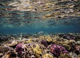 خطر يهدد الشعاب المرجانية بالبحر الأحمر والخليج خطر يهدد الشعاب المرجانية بالبحر الأحمر والخليج