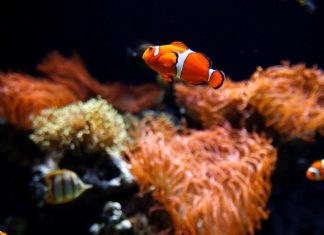 سمكة المهرج تقلص حجمها استجابة للإجهاد سمكة المهرج تقلص حجمها استجابة للإجهاد