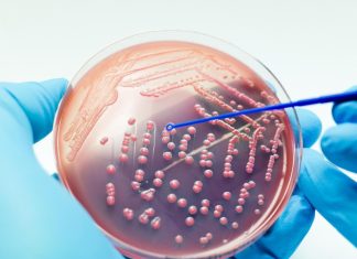 علماء روس يبتكرون مادة تصدر أشعة قاتلة للبكتيريا علماء روس يبتكرون مادة تصدر أشعة قاتلة للبكتيريا