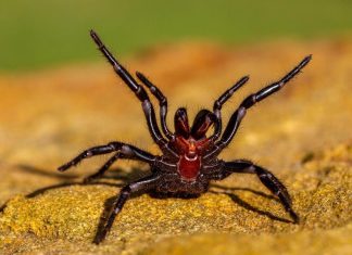 “تأثير الفريسة”.. لماذا بعض العناكب أكثر سمّية من غيرها؟ "تأثير الفريسة".. لماذا بعض العناكب أكثر سمّية من غيرها؟