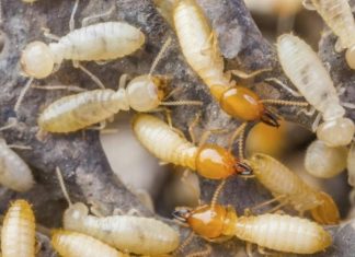 النمل الأبيض يغزو جميع أنحاء العالم عبر القوارب والسفن النمل الأبيض يغزو جميع أنحاء العالم عبر القوارب والسفن