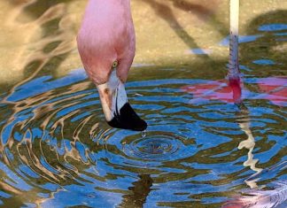 فيزيائي الطبيعة.. الفلامينغو يصنع دوامات دقيقة ليصطاد طعامه فيزيائي الطبيعة.. الفلامينغو يصنع دوامات دقيقة ليصطاد طعامه