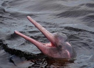 الابتسام تحت الماء.. كيف تتواصل الدلافين بتعابير الوجه؟ الابتسام تحت الماء.. كيف تتواصل الدلافين بتعابير الوجه؟