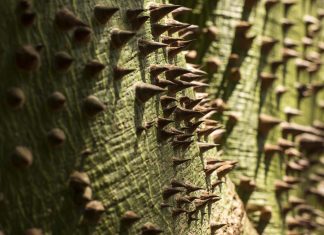 “شجرة الديناميت”.. نبات متطفل ماكر مصمم للقتل "شجرة الديناميت".. نبات متطفل ماكر مصمم للقتل