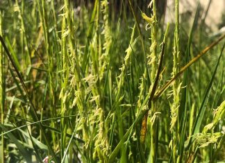 السعودية تدجن نباتات جديدة بالصحراء مثل الأرز والسواك السعودية تدجن نباتات جديدة بالصحراء مثل الأرز والسواك