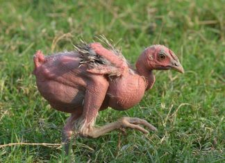 دجاج بلا ريش.. هل يواصل العلماء العبث بالجينات؟ دجاج بلا ريش.. هل يواصل العلماء العبث بالجينات؟