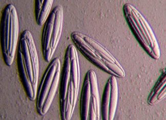 كيف استمدت الخلايا القديمة طاقتها بعصر ما قبل البناء الضوئي؟ كيف استمدت الخلايا القديمة طاقتها بعصر ما قبل البناء الضوئي؟