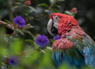 مفاجأة علمية.. الببغاوات لا تقلدنا فقط بل تنتج اللغة مثلنا مفاجأة علمية.. الببغاوات لا تقلدنا فقط بل تنتج اللغة مثلنا