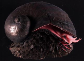 الحلزون البركاني كائن بحري “حديدي” لا يمكن تدميره الحلزون البركاني كائن بحري "حديدي" لا يمكن تدميره