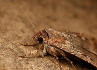 “عثة البوغونغ” تهتدي بالنجوم للهجرة لمسافات طويلة "عثة البوغونغ" تهتدي بالنجوم للهجرة لمسافات طويلة