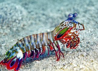 درع مستوحى من “روبيان السرعوف” لمقاومة الرصاص درع مستوحى من "روبيان السرعوف" لمقاومة الرصاص