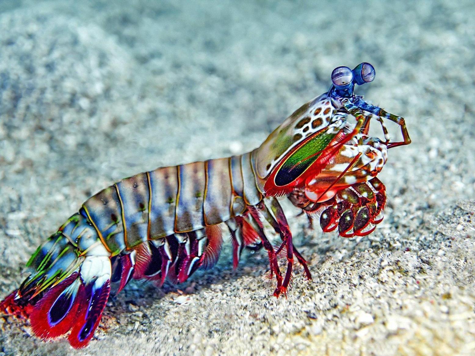 درع مستوحى من درع مستوحى من