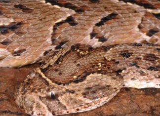 اكتشاف أفاعي سامة تساعد الإنسان في الحفاظ على البيئة اكتشاف أفاعي سامة تساعد الإنسان في الحفاظ على البيئة