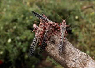 الصين تكشف “السر الكيميائي” للتخلص من أسراب الجراد المدمرة الصين تكشف "السر الكيميائي" للتخلص من أسراب الجراد المدمرة