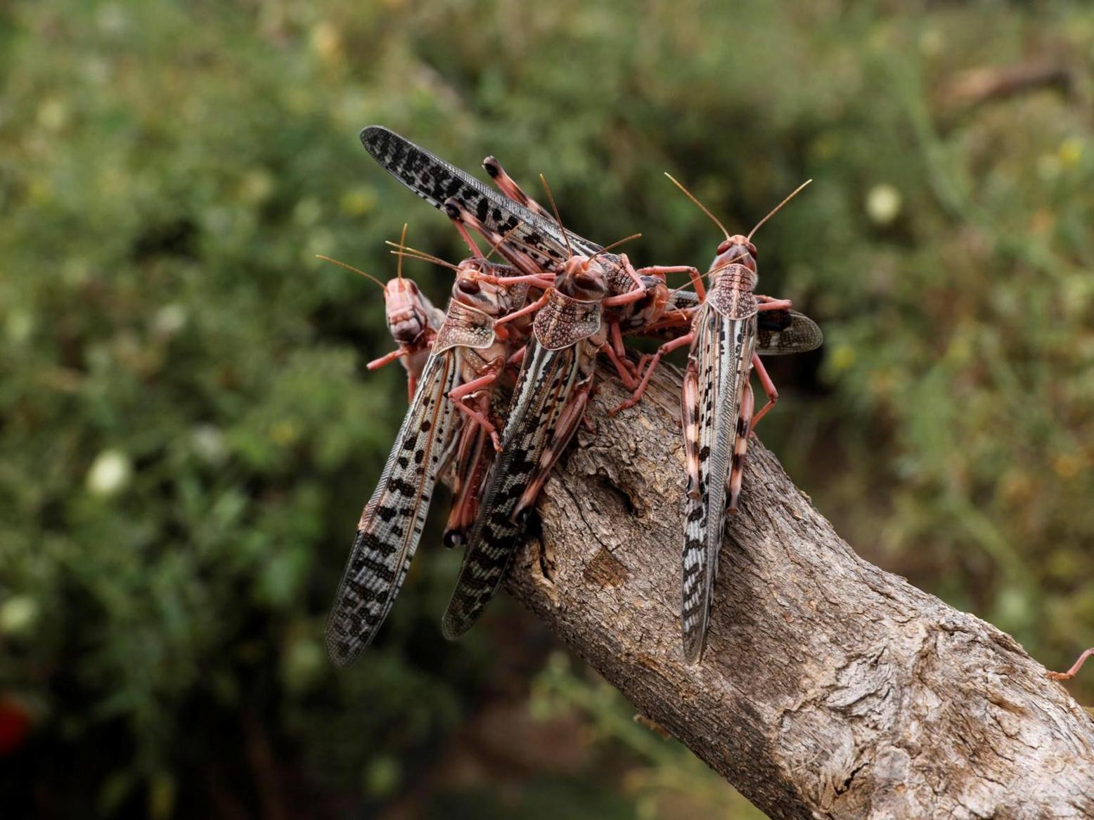 الصين تكشف الصين تكشف