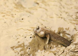 5 أسماك تتمكن من العيش خارج الماء.. ما دافعها لذلك؟ 5 أسماك تتمكن من العيش خارج الماء.. ما دافعها لذلك؟