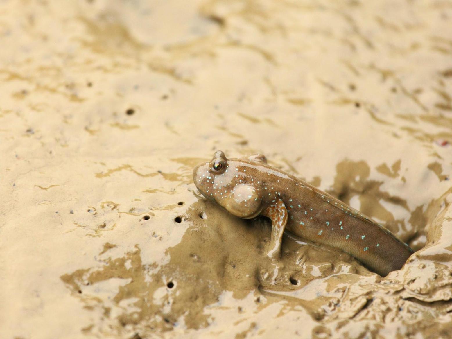 5 أسماك تتمكن من العيش خارج الماء.. ما دافعها لذلك؟ 5 أسماك تتمكن من العيش خارج الماء.. ما دافعها لذلك؟