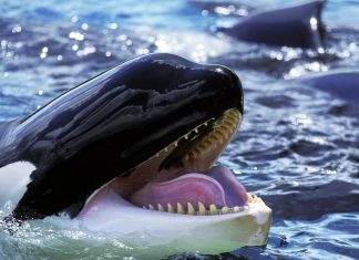 علماء هواة يرصدون ظاهرة “قضم اللسان” في حيتان الأوركا علماء هواة يرصدون ظاهرة "قضم اللسان" في حيتان الأوركا
