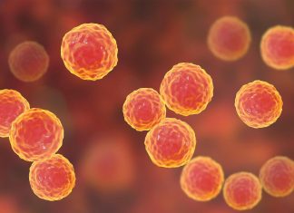 بكتيريا أفريقية تحول سموم أول أكسيد الكربون لطاقة بكتيريا أفريقية تحول سموم أول أكسيد الكربون لطاقة