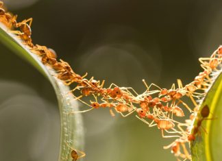 حروب النمل.. تكتيكات قتال معقدة تشبه عمليات البشر العسكرية حروب النمل.. تكتيكات قتال معقدة تشبه عمليات البشر العسكرية