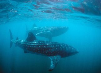 اكتشاف “بلورات بحجم النانو” في جلد القرش قادرة على تغيير اللون اكتشاف "بلورات بحجم النانو" في جلد القرش قادرة على تغيير اللون