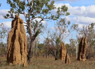 النمل الأبيض: بناء مدن فائقة الدقة بمهارة النمل الأبيض: بناء مدن فائقة الدقة بمهارة