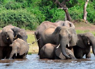 مثل البشر.. الأفيال يمكن أن “تومئ” لتحديد طلباتها مثل البشر.. الأفيال يمكن أن "تومئ" لتحديد طلباتها
