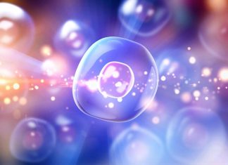 علماء يكتشفون “عضية جديدة” في الخلايا البشرية الحية علماء يكتشفون "عضية جديدة" في الخلايا البشرية الحية